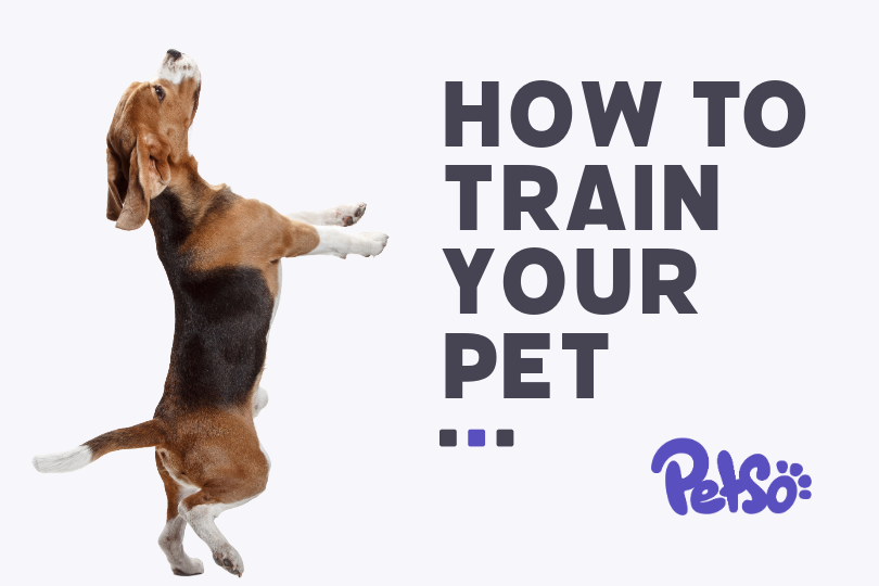 Transform pet training into a breeze